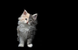 front view of two different colored 8 week old maine coon kitten sitting, tilting head, looking at camera on black studio background front view of two different colored 8 week old maine coon kitten sitting, tilting head, looking at camera on black studio background
